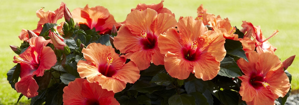 Hibiscus Adonis Salmon Banner.jpg